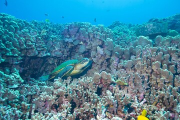 Green sea turtle hiding among a coral reef near Hawaii © willtu