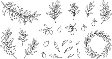 Fototapeta premium Olive Branch and Leaf Vector Set Hand Drawn Botanical Illustration Elements