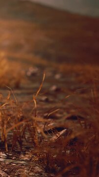 The scene shows grass growing on the ground lit by warm light during evening hours. The surroundings are earthy and natural with a focus on the grass and soil.