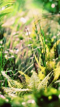 Bright green ferns and tall grass fill a forest area during daytime. Sunlight filters through the leaves, creating a lively scene. Nature thrives with the vibrant colors and diverse plants.