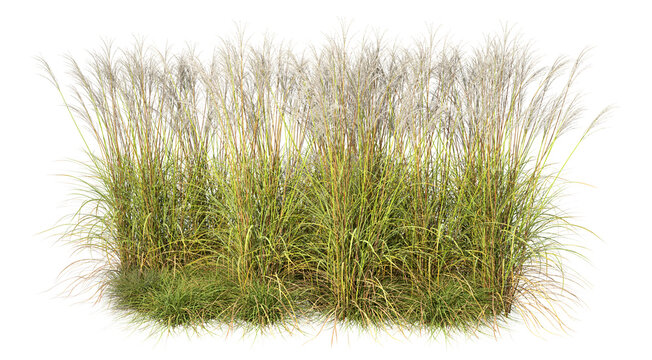 Wilderness dense grass fields cut out backgrounds 3d render png