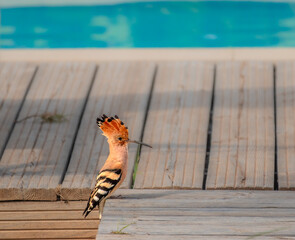 Eurasian Hoopoe (Upupa epops) with erected crest, Algarve, Portugal © Luis