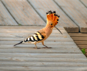 Distinctive Eurasian Hoopoe (Upupa epops), known locally as Poupa, Algarve, Portugal © Luis
