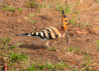 Feeding on insects and worms, an eurasian hoopoe (Upupa epops), Algarve, Portugal © Luis