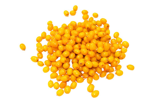 Sea buckthorn berries. Cut out background, PNG format