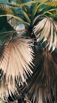 Several palm leaves hang down in a sunny area. The leaves show a mix of green and brown colors. Sunlight highlights the textures and shapes of the leaves.