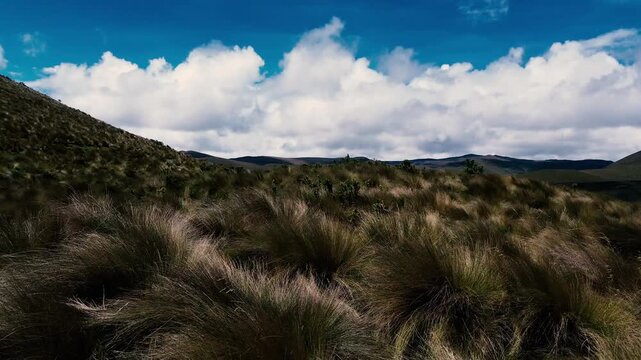 Aerial view across the Ecuadorian Andes reveals open p&aacute;ramo grassland with dense tussocks, low rolling hills and scattered shrubs beneath bright cumulus clouds. Tawny grasses and patches of green grou