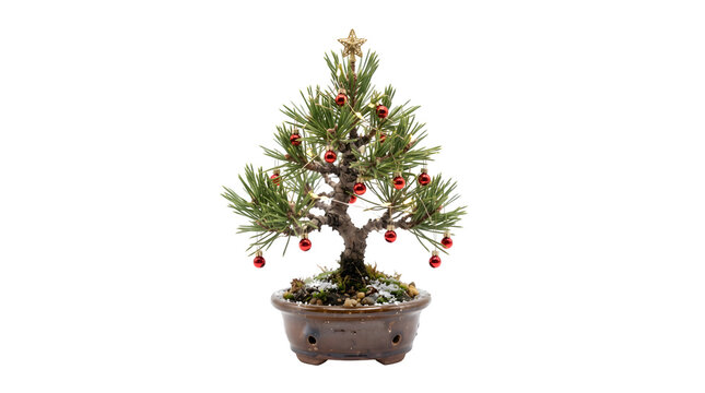 Small bonsai tree decorated as a miniature christmas tree with red ornaments and a star isolated on transparent background