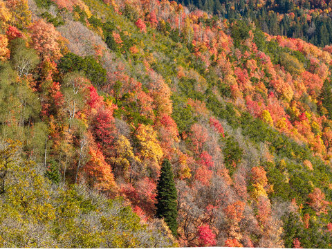Aerial view of the Alpine Loop Scenic Byway during autumn, featuring vibrant yellow aspens and orange and red maple and oak trees covering the mountain slopes in Utah County, Utah, United States.