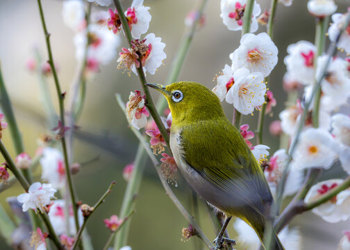 梅の蜜を吸うめじろ