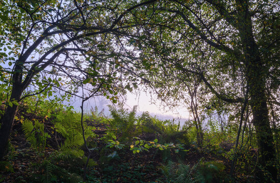 Im Morgenlicht bei Dunst im fast m&auml;rchenhaften Mischwald in herbstlichen Farben, Farn im Gegenlicht