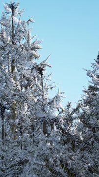 Snow coats the branches of tall trees on a cold winter day. The bright blue sky provides a clear backdrop to the snowy scene, highlighting the beauty of nature.
