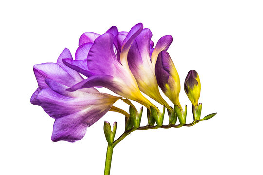 Purple freesia isolated in a transparent background