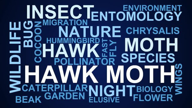 Hawk Moth Word Cloud