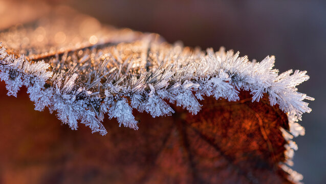 Macro close up of delicate ice frost crystals forming on autumn leaf edge, golden sunrise light sparkling on frozen hoarfrost spikes, conceptual winter morning and seasonal cold nature concept