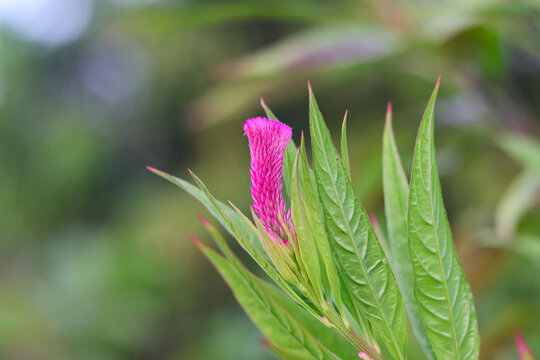 A close-up shot of a vibrant pink cockscomb celosia flower blooming, surrounded by lush green foliage in natural garden sunlight.