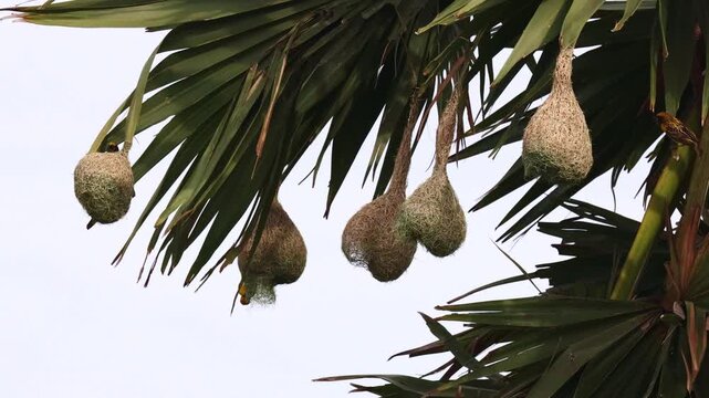 Baya Weaver Birds Building Nests in Palm Tree &ndash; 4K Wildlife Video. Baya Weavers are well known for their elaborate woven nests, particularly during the breeding season.