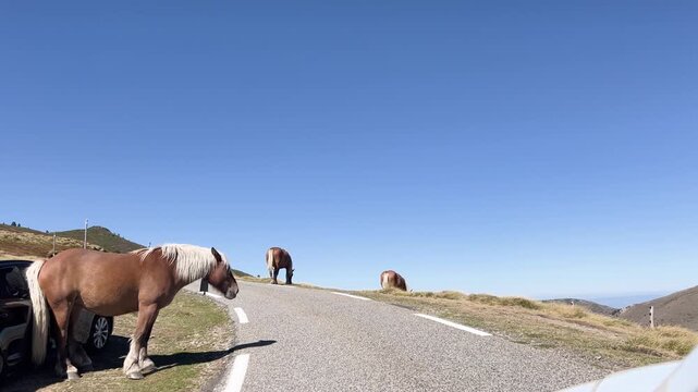 Wild horses walking on a mountain road at Col de Pailheres