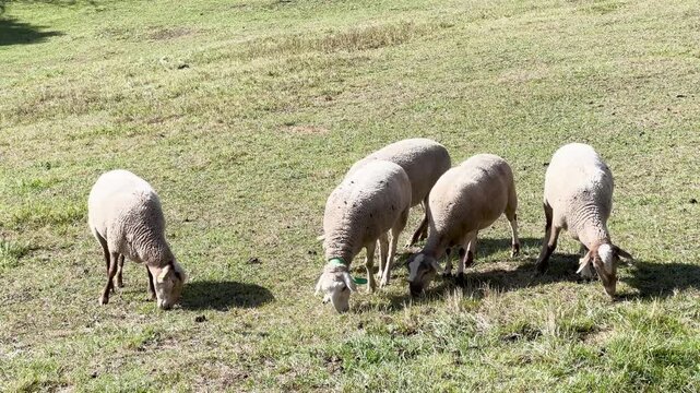 Sheep flock grazing peacefully on a green Pyrenees mountain pasture