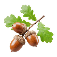 Oak acorns with green leaves on branch isolated transparent background © Hridoy Stock