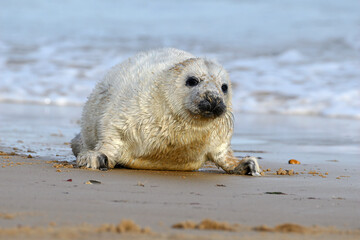 Atlantic Grey Seal 3 week old pup © David