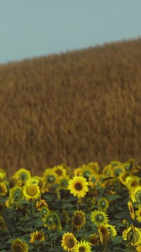 Sunflowers bloom in a field while brown crops grow in the distance. This scene shows nature in a rural area during daylight hours. The sunflowers stand tall among green leaves.