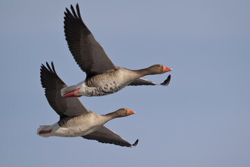 couple of adult greylag goose (anser anser) in flight, found at Gülper See in Havelland in Brandenburg, Germany © Mathias Putze