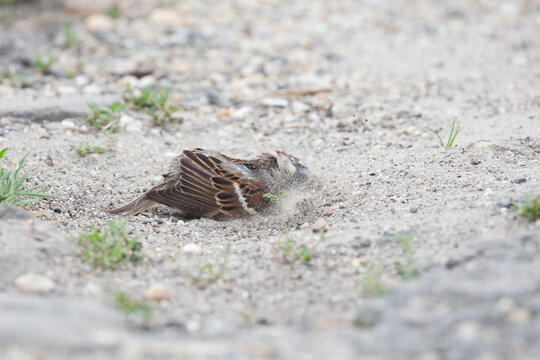 adult male House Sparrow (Passer domesticus) in breeding plumage taking a sand bath, found in Kiskunsag National Park in Hungary