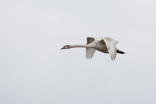 secon calendar year or first winter, immature mute swan (cygnus olor) in flight , found in Saxony, Germany