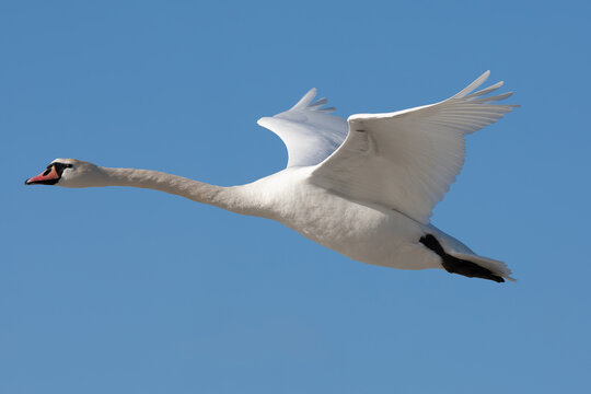 adult mute swan (cygnus olor) in flight , found at R&uuml;gen, Mecklenburg-West Pomerania, Germany