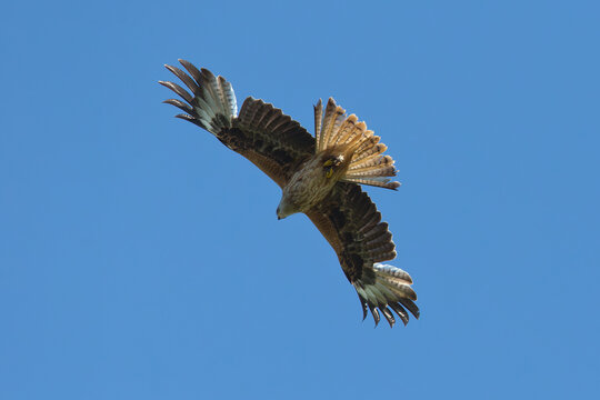 immature or second year red kite (milvus milvus) in flight, found in Prignitz, Brandenburg, Germany