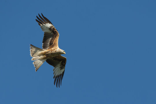 immature or second year red kite (milvus milvus) in flight, found in Prignitz, Brandenburg, Germany