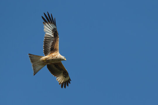 immature or second year red kite (milvus milvus) in flight, found in Prignitz, Brandenburg, Germany