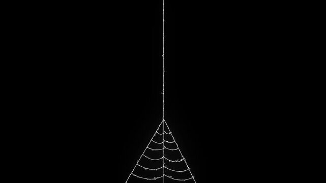 Animated spider web expansion effect on black screen, dynamic elastic silk thread shooting animation with fast stretching motion, realistic high detail cobweb vex, ultra hd 4k seamless loop.