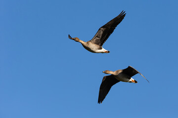 adult tundra bean goose (Anser serrirostris rossicus) in flight, found at Gülper See in Havelland, Brandenburg, Germany © Mathias Putze