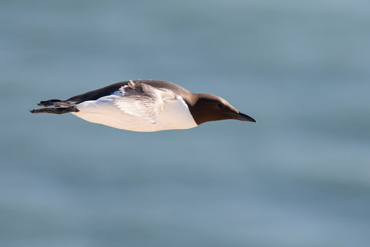 common murre or common guillemot (uria aalge) in flight, found on Heligoland