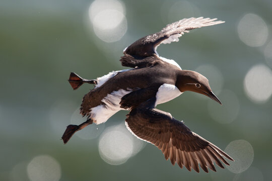 common murre or common guillemot (uria aalge) in flight, found on Heligoland