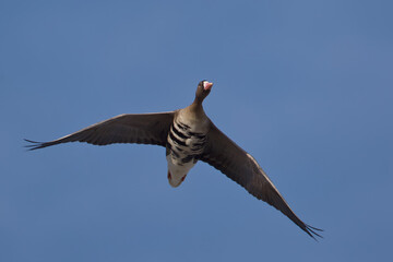 adult greater white-fronted goose (anser albifrons) in flight, found at Gülper Lake in Brandenburg, Germany © Mathias Putze