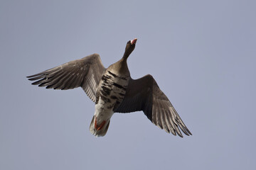 adult greater white-fronted goose (anser albifrons) in flight, found at Gülper Lake in Brandenburg, Germany © Mathias Putze