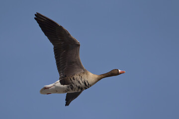 adult greater white-fronted goose (anser albifrons) in flight, found at Gülper Lake in Brandenburg, Germany © Mathias Putze