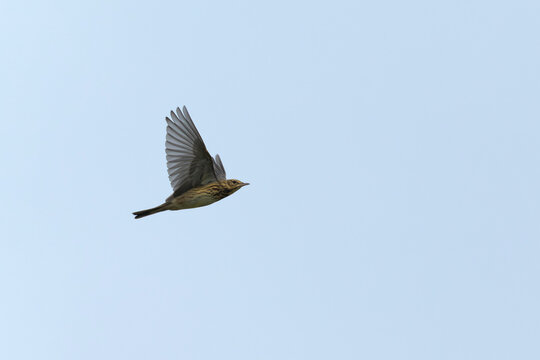 tree pipit (anthus trivialis) in flight, found on Heligoland during autumn migration
