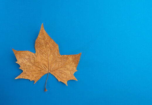 Fotograf&iacute;a de estudio minimalista de una hoja seca marr&oacute;n sobre fondo azul cobalto