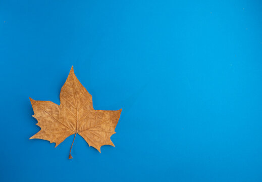 Fotograf&iacute;a de estudio minimalista de una hoja seca marr&oacute;n sobre fondo azul cobalto