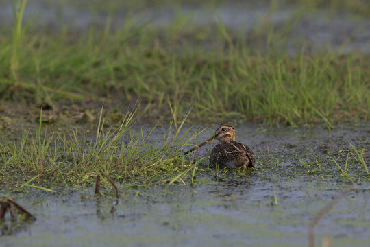 common snipe (gallinago gallinago) resting in wet grassland, found in Havelland in Brandenburg, Germany