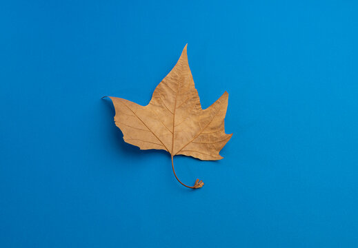 Fotograf&iacute;a de estudio minimalista de una hoja seca marr&oacute;n sobre fondo azul cobalto
