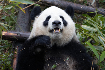 Giant Panda , Miao Miao, Munching on Fresh Bamboo Leaves © foreverhappy