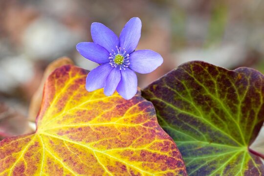 Hepatica nobilis liverleaf flower blooming in spring forest macro. Blue liverwort flower with colorful leaves close-up.