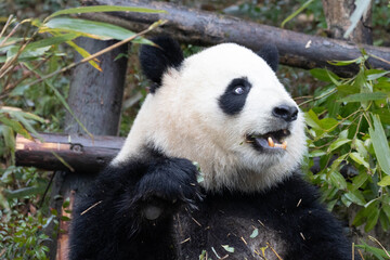 Giant Panda Miao Miao, Munching on Fresh Bamboo Leaves © foreverhappy