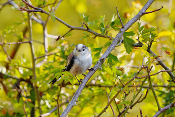 Long-tailed Tit among hawthorn branches in the soft autumn light © SebVoj