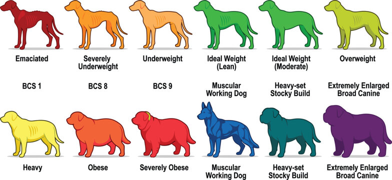 Dog Body Condition Score Chart and Canine Weight Management Infographic Vector Set Showing Emaciated Underweight Ideal Obese and Muscular Types for Veterinary Use